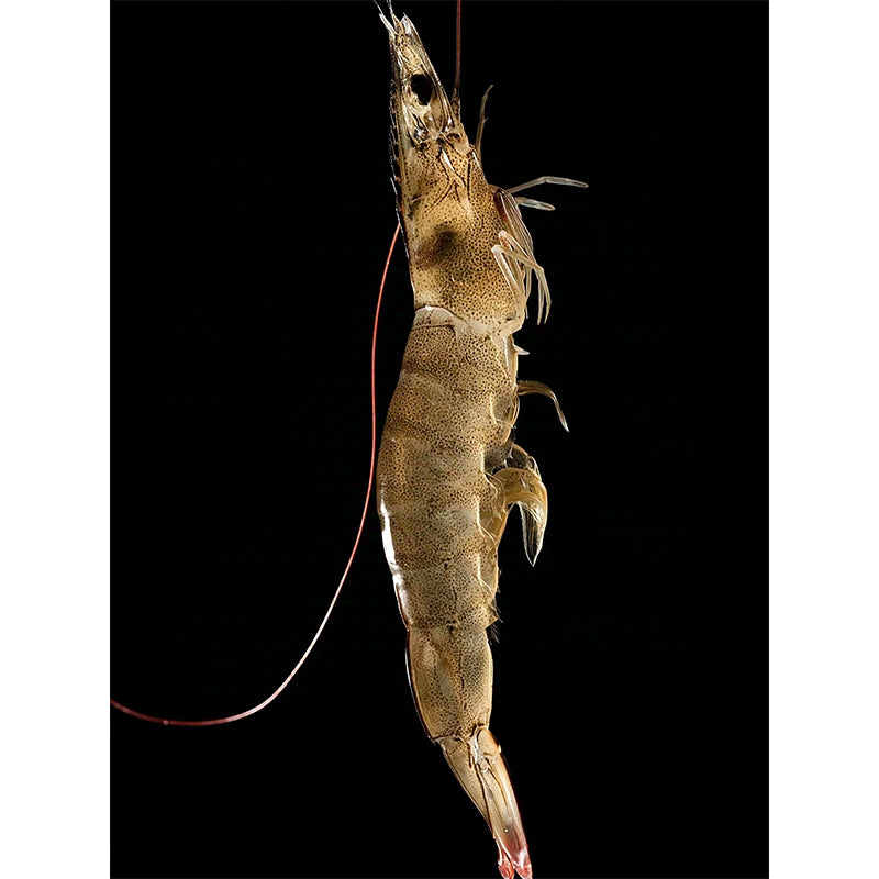 Frozen Shrimp (Kernels)