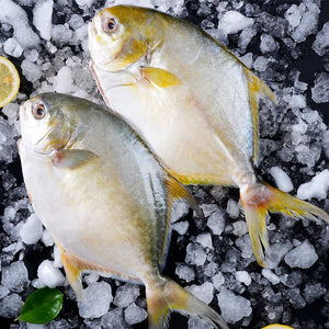 Selected Pomfret