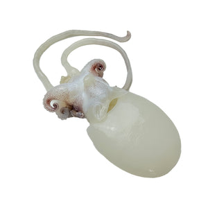 Frozen cuttlefish