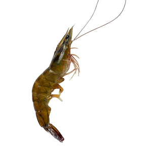 Frozen Shrimp (Kernels)