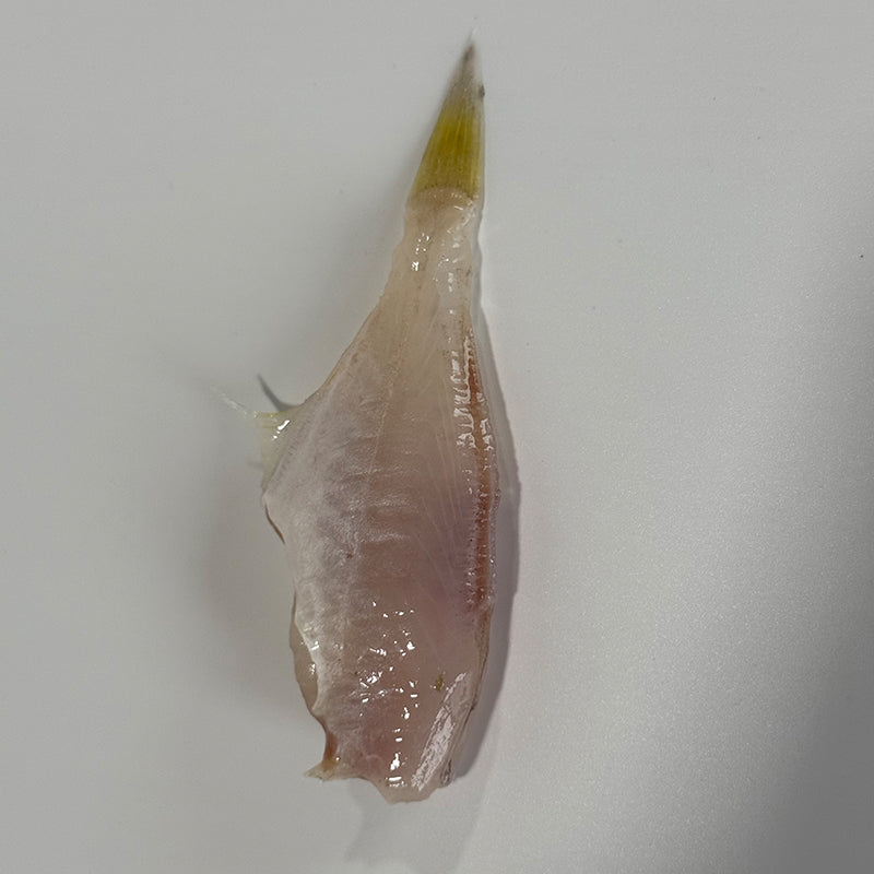 Frozen black scraper fillet