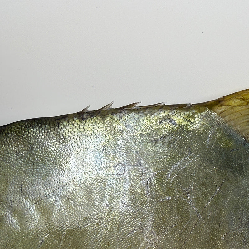Selected Pomfret