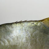 Selected Pomfret