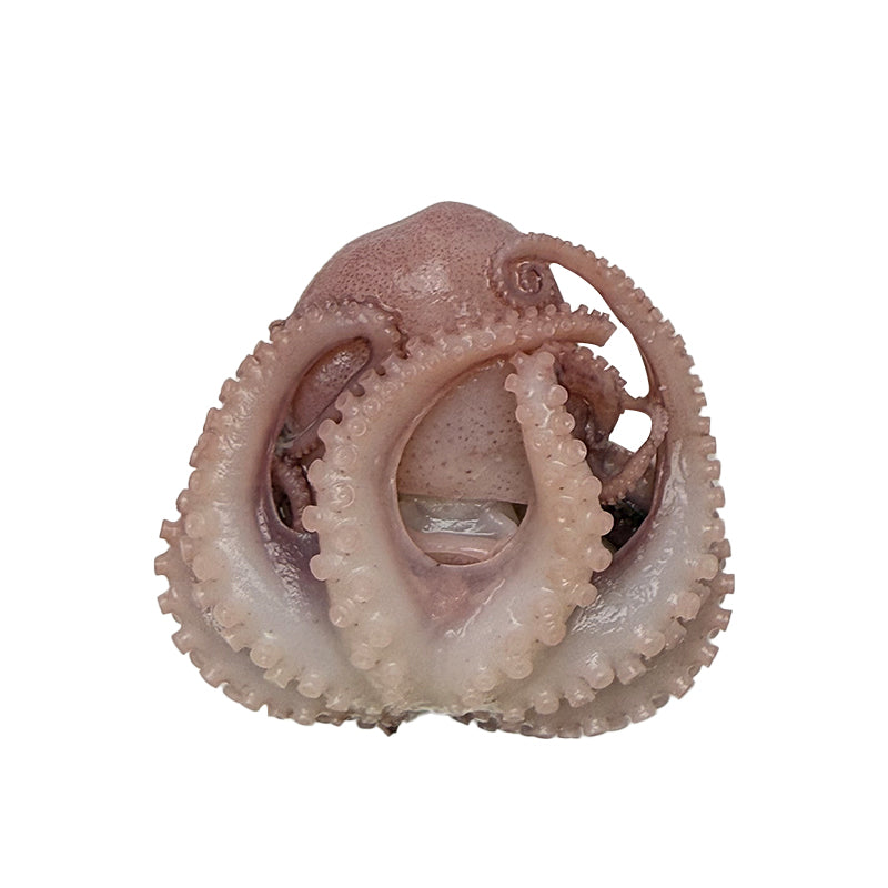 Frozen Octopus