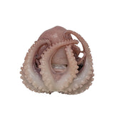 Frozen Octopus