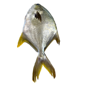 Selected Pomfret