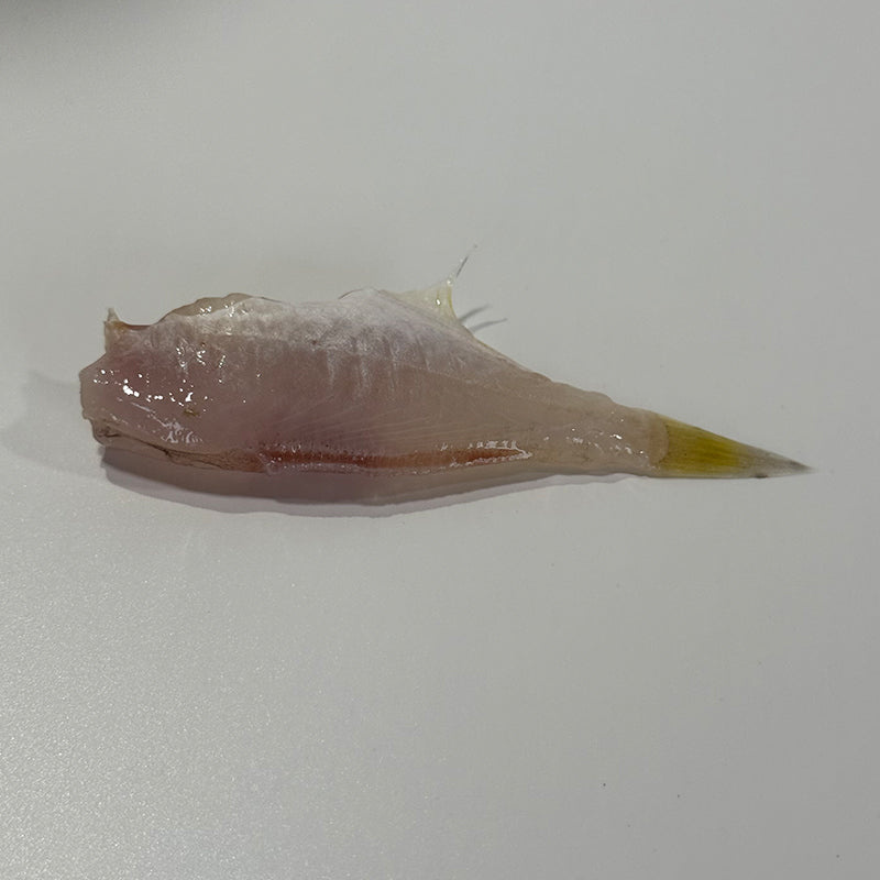 Frozen black scraper fillet