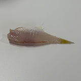 Frozen black scraper fillet