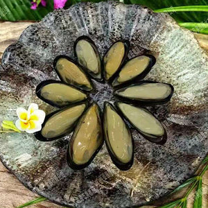 Frozen Mussels