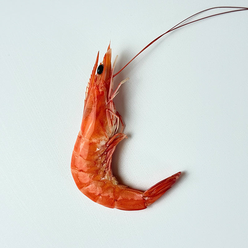 Frozen Shrimp (Kernels)