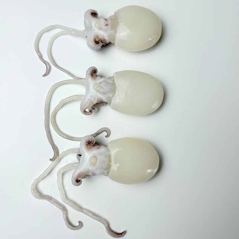 Frozen cuttlefish