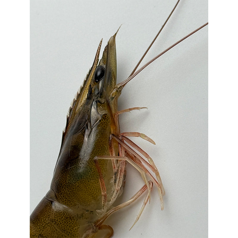 Frozen Shrimp (Kernels)