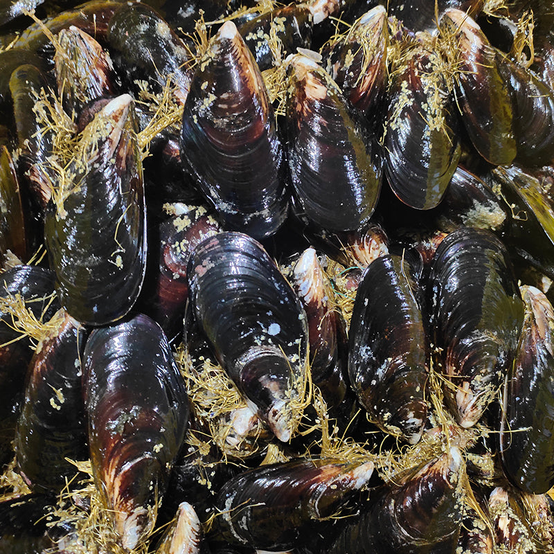 Frozen Mussels