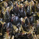 Frozen Mussels