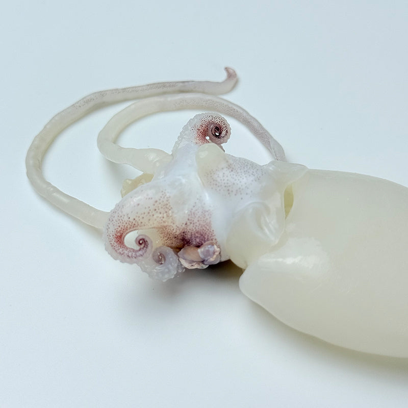 Frozen cuttlefish