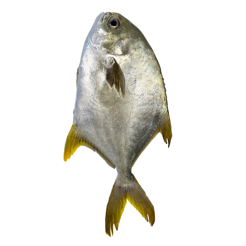 Selected Pomfret