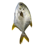 Selected Pomfret