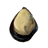 Frozen Mussels