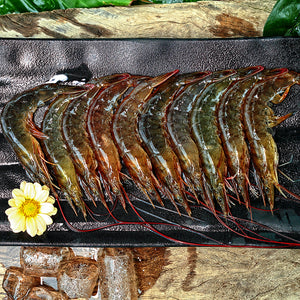 Frozen Shrimp (Kernels)