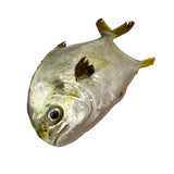 Selected Pomfret