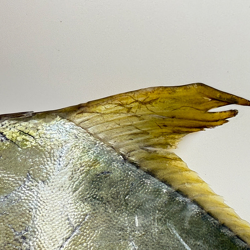 Selected Pomfret