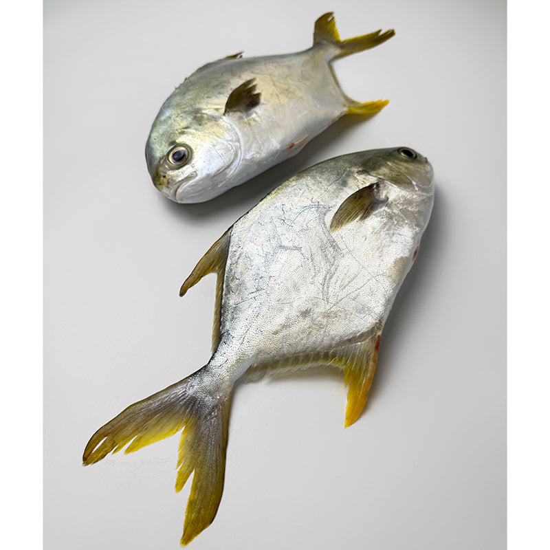 Selected Pomfret