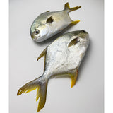 Selected Pomfret