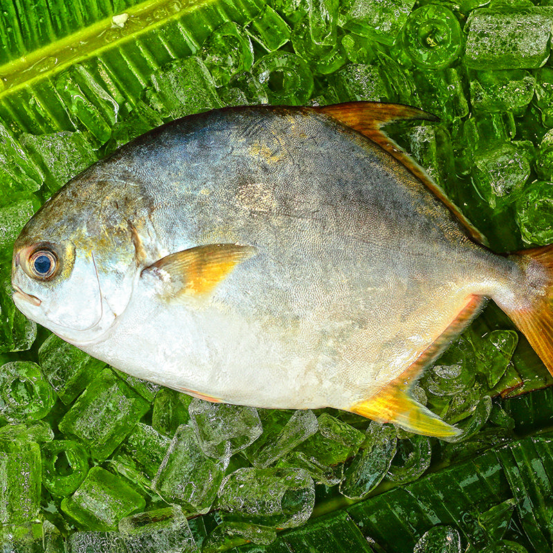 Selected Pomfret